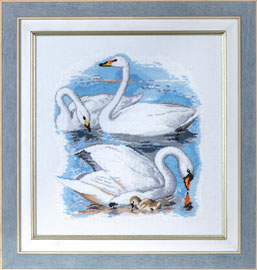 X-1135, Swans